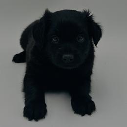 Leo - Black male Xoloitzcuintli puppy in West Jordan, Utah from Majestic Nakids