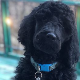 Poodles from Warner Mountain Standard Poodles