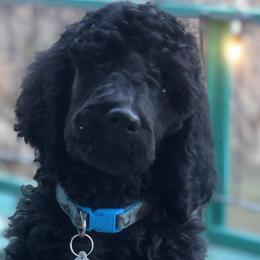 Poodles from Warner Mountain Standard Poodles