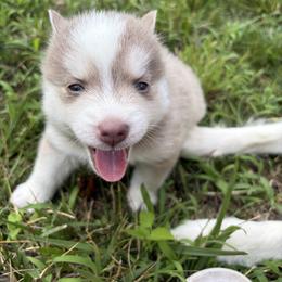 Axel - Red and white male Pomsky puppy in Orange, Virginia from Fluff and Feathers