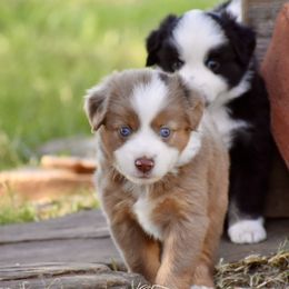 Toy Australian Shepherd Puppies from Rafter O Mini and Toy Aussies