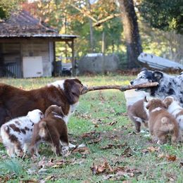 Australian Shepherd Puppies from Covenant View Farm Australian Shepherds