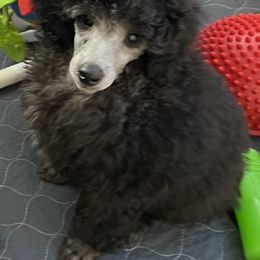 Silver Male - Silver male Poodle puppy in Jonesborough, Tennessee from Erisse Poodles