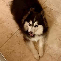 Havasu - Gray and white female Pomsky puppy in Cave Creek, Arizona from Arizona Luxury Pomskies