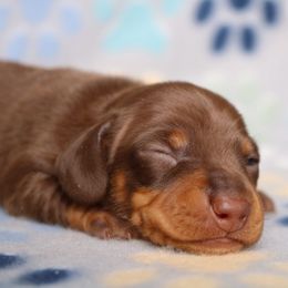 Puppy 4 - Chocolate and tan female Dachshund puppy in Red Bud, Illinois from Midwest Miniature Dachshunds