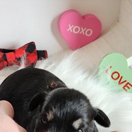 Miniature Schnauzer Puppies from Weiland's Ruby