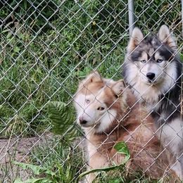 Siberian Huskies from Elmer Huskies