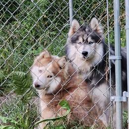 Siberian Huskies from Elmer Huskies