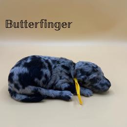 Butterfinger - Blue merle male Aussiedoodle puppy in Paragould, Arkansas from AC Doodles & Corgis