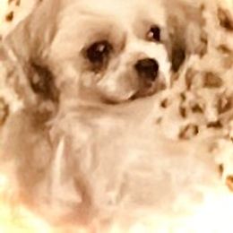 Blossom - Shichon