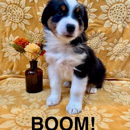 Boom - Black tri male Miniature American Shepherd puppy in Rochelle, Illinois from Countryside Kennels and Aussies