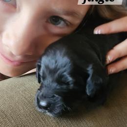 Jingle - Black and white female Aussiedoodle puppy in Powder Springs, Georgia from My Classy Doodles