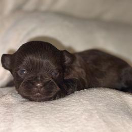 Chocolate B - Chocolate male Shih Tzu puppy in Albany, New York from Precious Shihpoo’s and Luxurious Shih Tzu’s