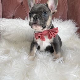 Lucky - French Bulldog puppy in Petaluma, California from Luma Frenchies
