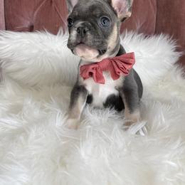 Lucky - French Bulldog puppy in Petaluma, California from Luma Frenchies
