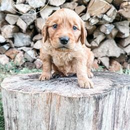 Waylon - red - Dark golden male Golden Retriever puppy in Greeneville, Tennessee from Cultivate Farm