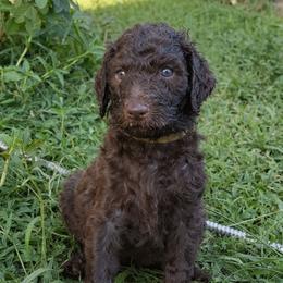 Mocha - Brown male Poodle puppy in Kapaa, Hawaii from Kauai Poodles
