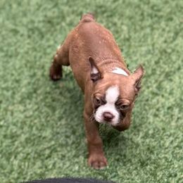 Avari - Brindle and white male Boston Terrier puppy in Monroe, Washington from Nordkyn Boston Terriers