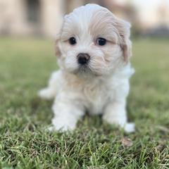 Bichon Frise, Shichon, and Shih Tzu Puppies from Teddy Bears of Arizona