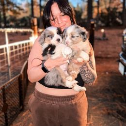 Miniature American Shepherd and Miniature Australian Shepherd Puppies from Whiskeytown Aussies