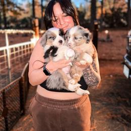 Miniature American Shepherd and Miniature Australian Shepherd Puppies from Whiskeytown Aussies