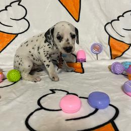 Cookies N Cream- Maroon- LUA - White and black female Dalmatian puppy in Claremore, Oklahoma from Lotsofdots Dalmatians