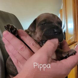 Cane Corso Puppies from Samantha Jackson