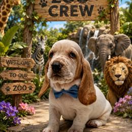 Blue - Lemon and white male Basset Hound puppy in Columbia, South Carolina from Pawmetto Hounds