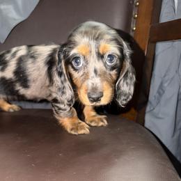 Patty - Dapple female Dachshund puppy in Tonopah, Arizona from Brandie's Dachshunds