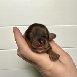 Girl 2 - Cream female Dachshund puppy in Wolf Lake, Indiana from Canisteo Dachshunds