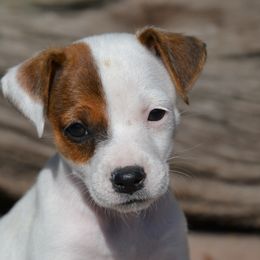 Jack Russell Terrier Puppies from Smokin Pistol Jack Russell Terriers