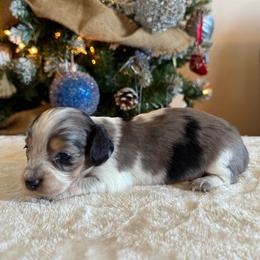 Wrangler - Black and tan male Dachshund puppy in Lincoln, Arkansas from Red Dirt Dachshunds