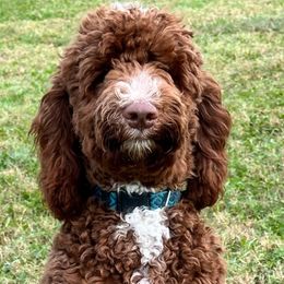 Levi - Labradoodle