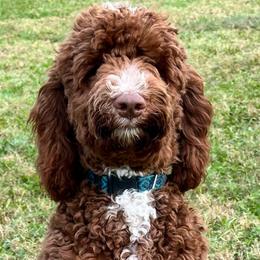 Levi - Labradoodle