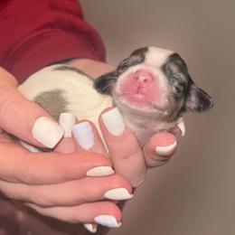 Pearl - Piebald female Dachshund puppy in Wellford, South Carolina from Crowder Doxies