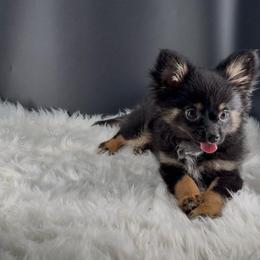 Buzz - Black and tan male Chihuahua puppy in Simpsonville, South Carolina from N&T's Chihuahuas