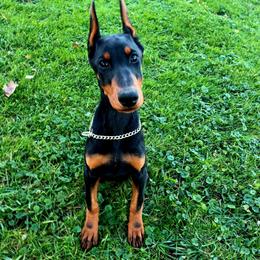 Era - Black and rust female Doberman Pinscher puppy in Blanchester, Ohio from Battle Creek Dobermans