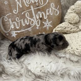 Girl 1 - Merle female Goldendoodle puppy in Stratford, New Jersey from Meadow Lark Doodles