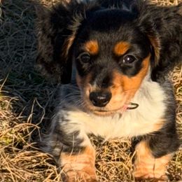 American Corgis and Dachshunds from Rafter C Ranch Doxies