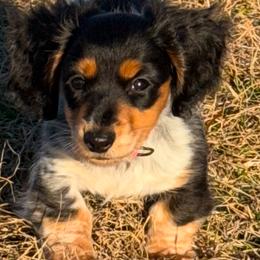 American Corgis and Dachshunds from Rafter C Ranch Doxies
