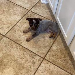 Australian Cattle Dog Puppies from Rising J Cattle Dogs