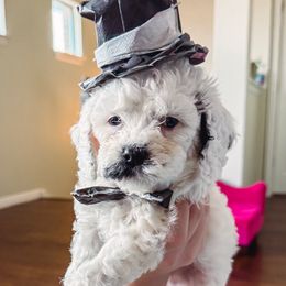 Cavapoo Puppies from Roth Puppy Patch
