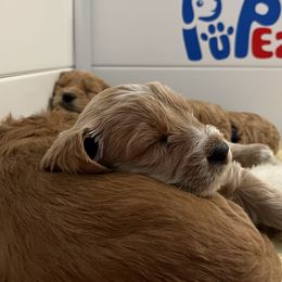 Goldendoodle Puppies from Loving Hearts Goldendoodles