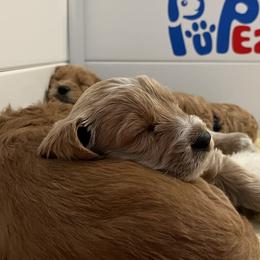 Goldendoodle Puppies from Loving Hearts Goldendoodles