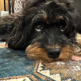 Nova - Cavapoo