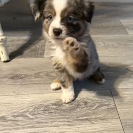 Miniature American Shepherd Puppies from Sonya Young