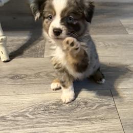 Miniature American Shepherd Puppies from Sonya Young