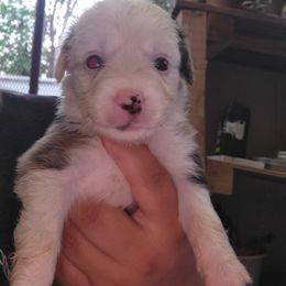 Yzma - Blue merle female Miniature Australian Shepherd puppy in Dalhart, Texas from RNL Family Raised Pups