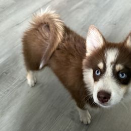 Randy - Chocolate male Pomsky puppy in Wisconsin from Summer's Pomskies