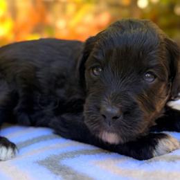 Wednesday - Black and white female Aussiedoodle puppy in Mulino, Oregon from Korbella Farm